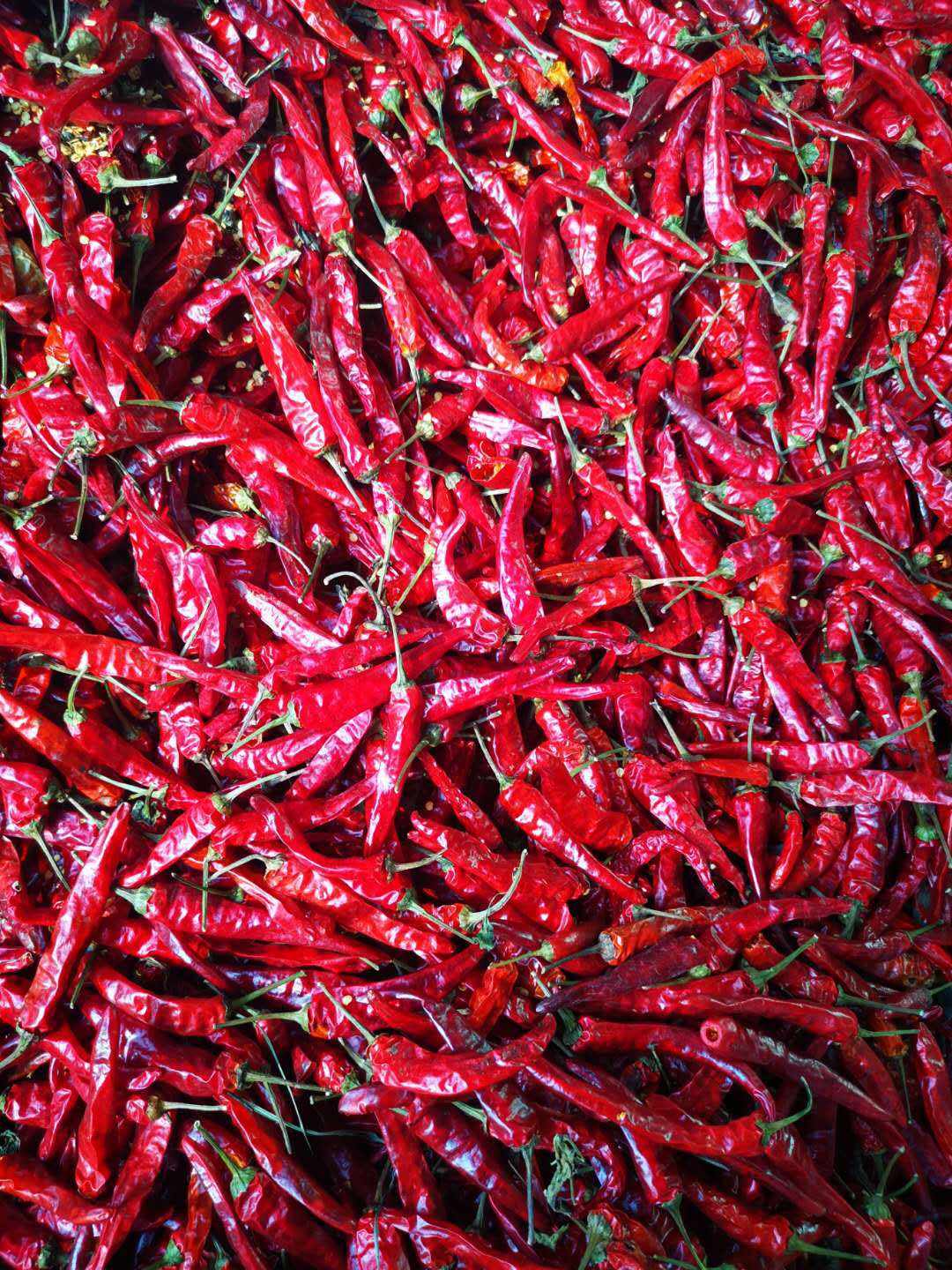 山西辣椒批发
