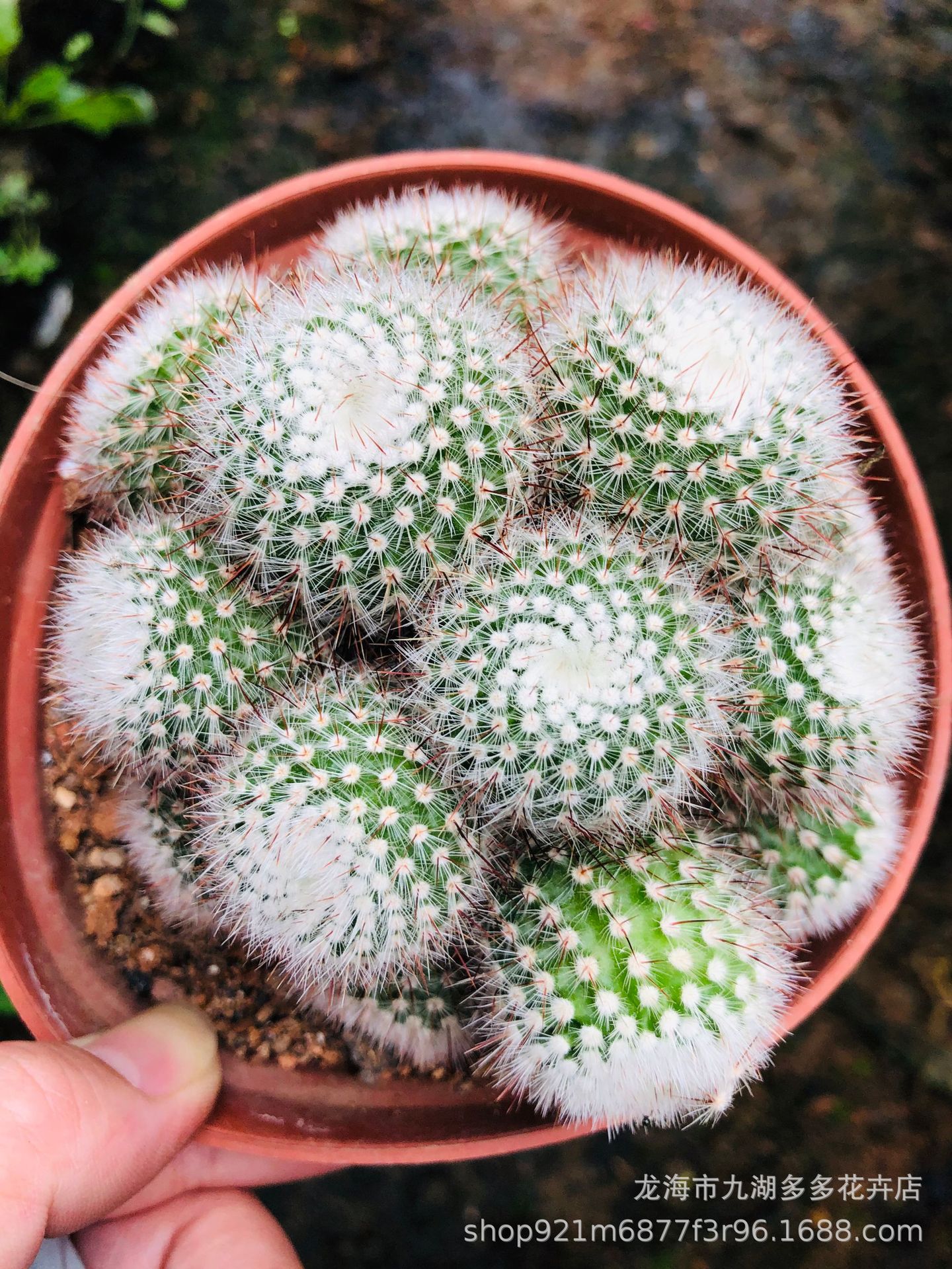 多肉植物批发 红芙蓉多头仙人球 10-12公分 盆栽 防幅射吸甲醛