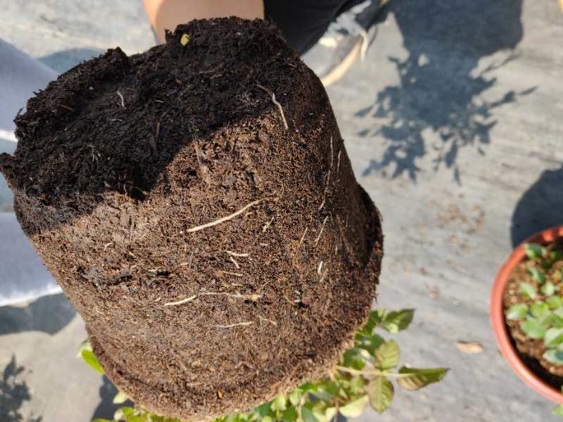 透气,保水保肥,营养丰富,降解缓慢,成本低廉等特点,可以直接种植使用