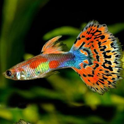 孔雀鱼活体杂袍孔雀小型热带鱼观赏鱼练手鱼淡水宠物