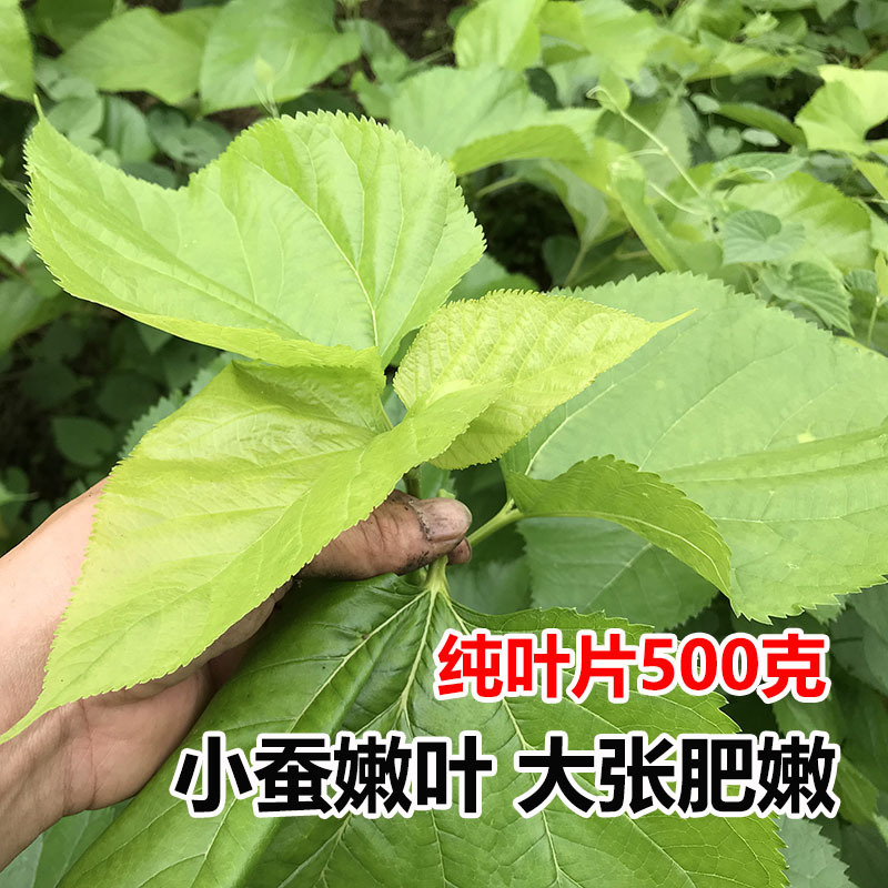 桑叶新鲜现摘蚕宝宝饲料嫩桑叶桑树叶蚕叶养蚕桑叶大小蚕桑叶桑苗
