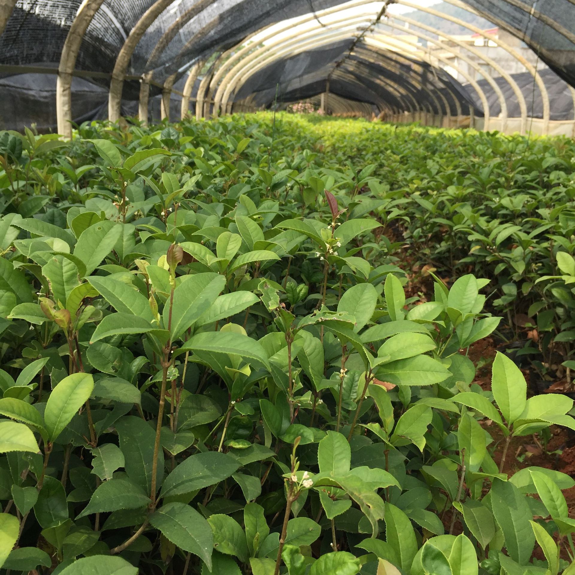 四季桂花树杯苗四季开花绿化地被云南基地直销