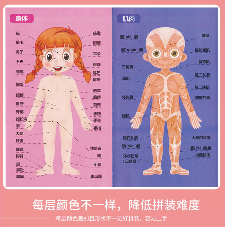 女生身体构造卡通图片