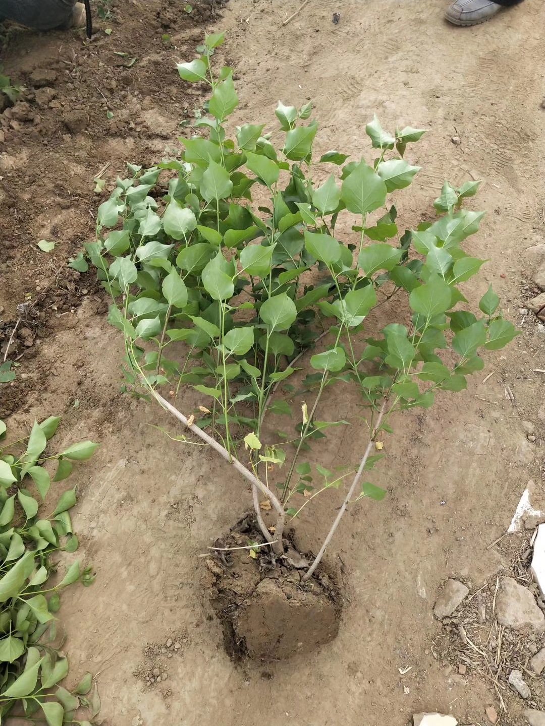 丛生丁香绿化苗木成活率高价格低供应量大树苗支持批发