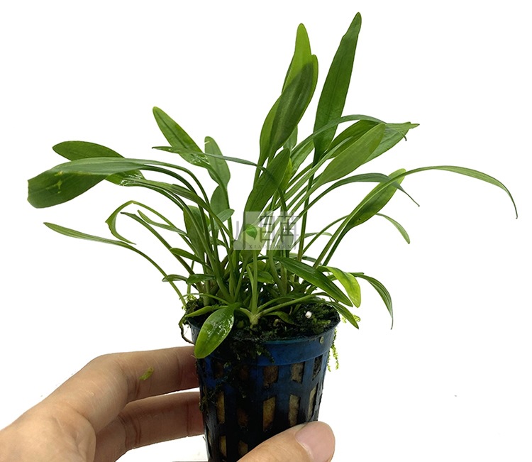 泰国青椒迷你椒草椒草水草活体批发鱼缸造景真水草装饰水族箱观赏