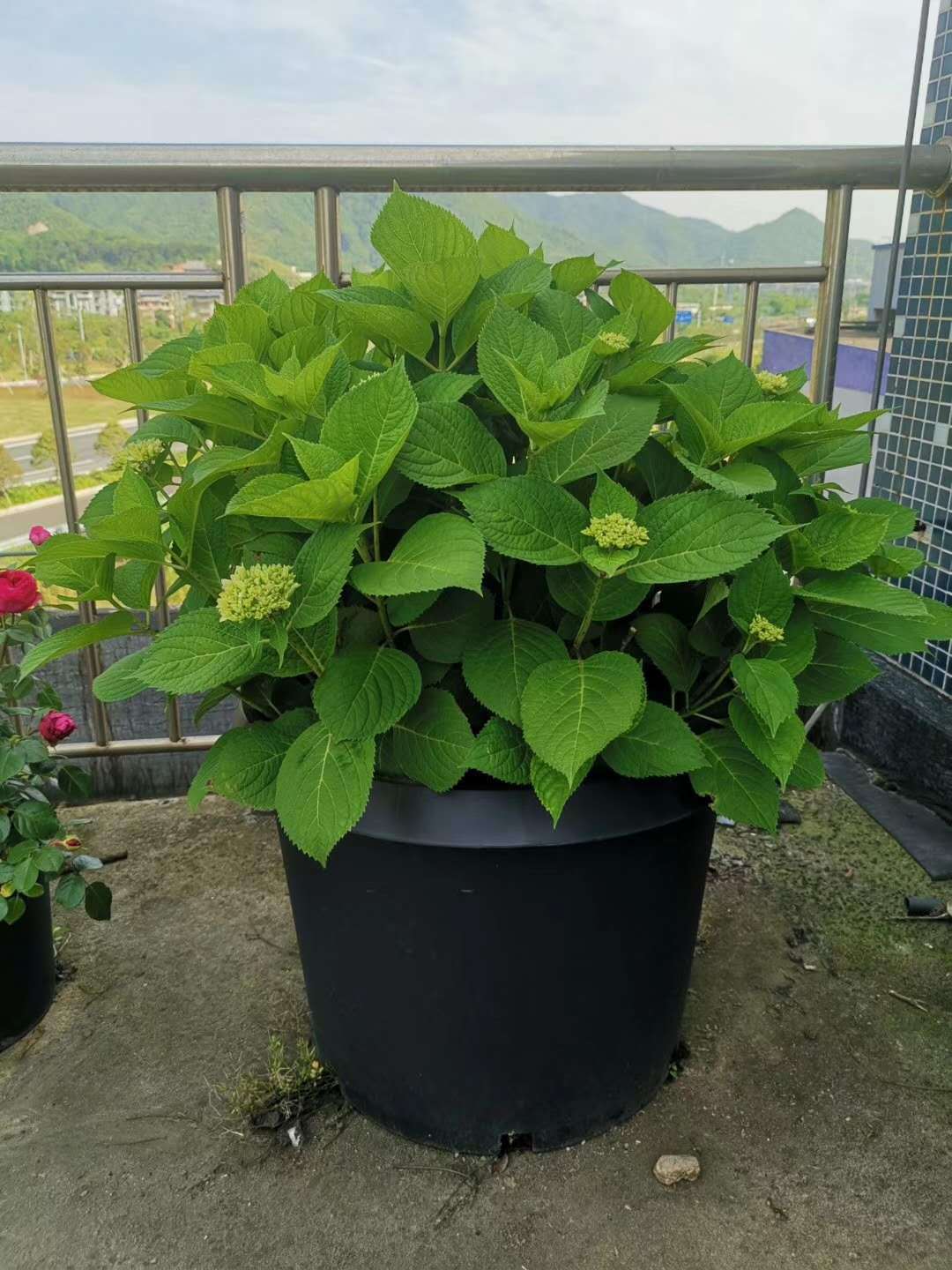 加仑花盆3 5 7 10加仑塑料黑色育苗盆植物培育苗盆基地种植盆