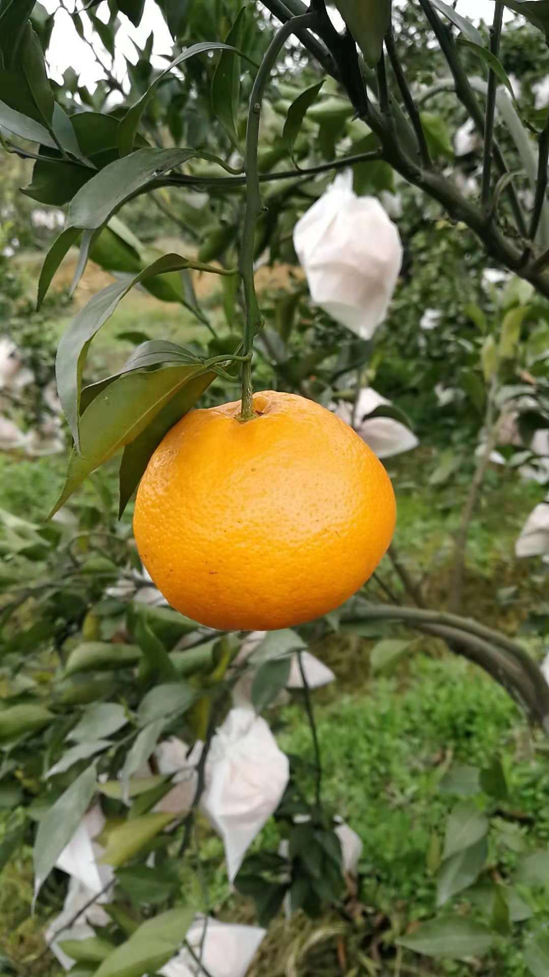 四川蒲江春见耙耙柑应季水果新鲜采摘耙耙柑橘子春见柑橘产地供应