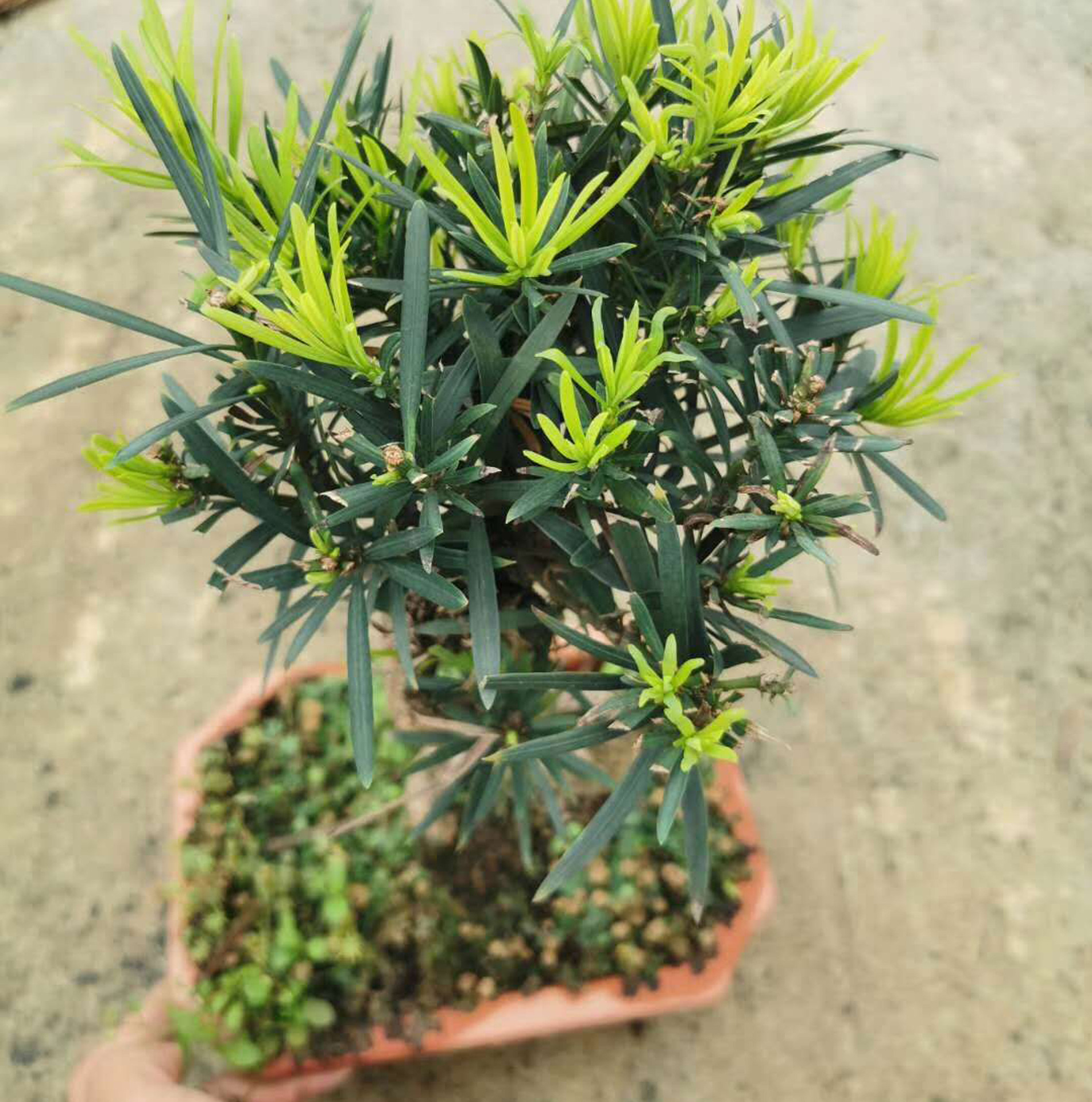 基地直供 罗汉松造型盆景 居家植物花卉盆栽 25公分罗汉松-阿里巴巴