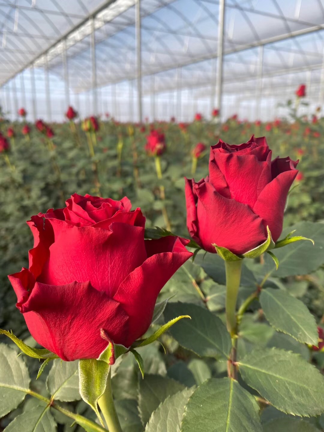 [传奇玫瑰ab级]520昆明鲜花批发 玫瑰鲜切花基地直供 花店婚庆