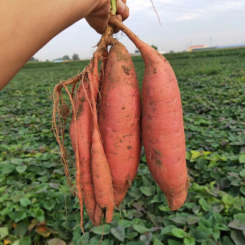 山东烟薯新鲜糖心番薯红薯一件代发5斤包邮