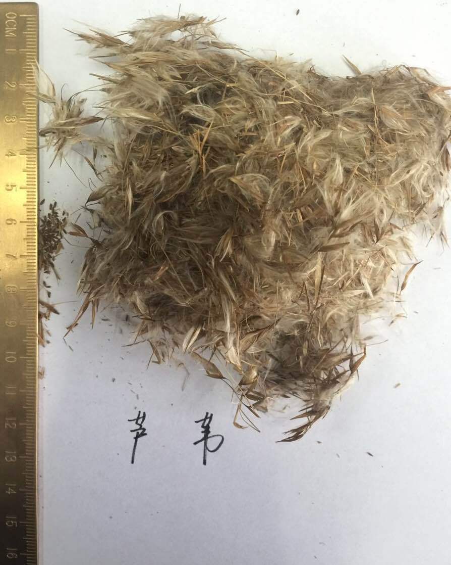 批发水生植物野生芦苇种子盐碱地治理河道治理净化(毛籽非净籽)