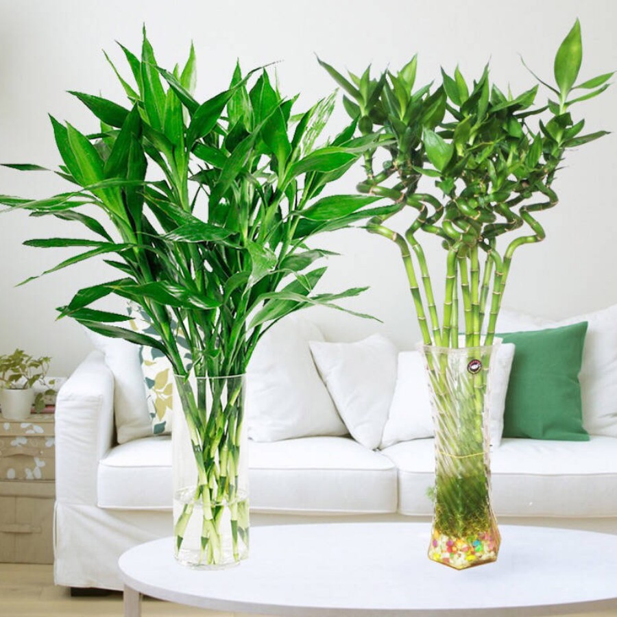 包邮室内水养植物水培富贵竹开运竹绿植盆栽转运竹节节高四季常青