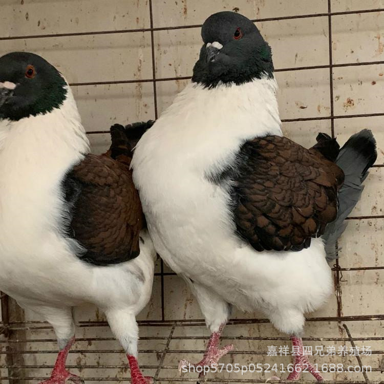 元宝活鸽子 活体 观赏摩登那元宝鸽种苗 大体型 外向美观