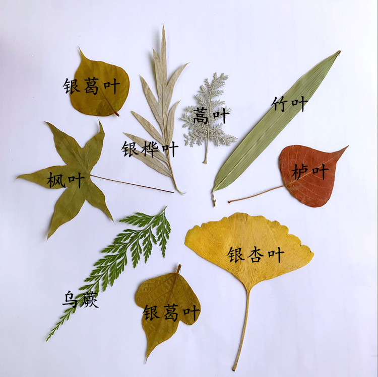 天然真树叶标本 幼儿园手工制作树叶贴画 儿童diy干树叶手工材料