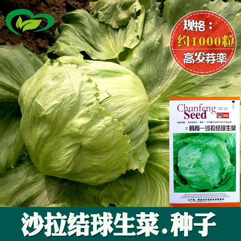 沙拉结球生菜种子 生食四季阳台庭院种植蔬菜种子批发早熟菜籽