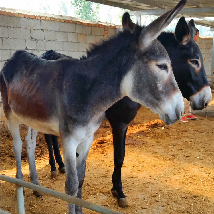 改良肉驴德州驴小驴苗 三个月毛驴价格 三粉驴 乌头驴 泌阳驴