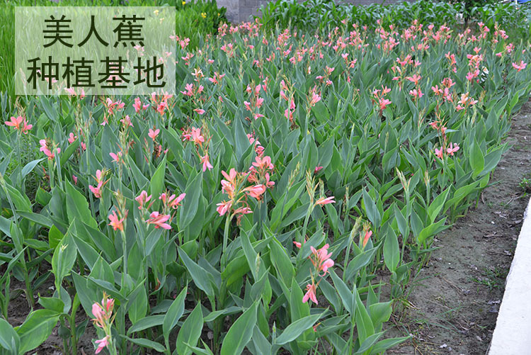 生态浮岛水生美人蕉黄粉红花美人蕉人工湿地河道水面