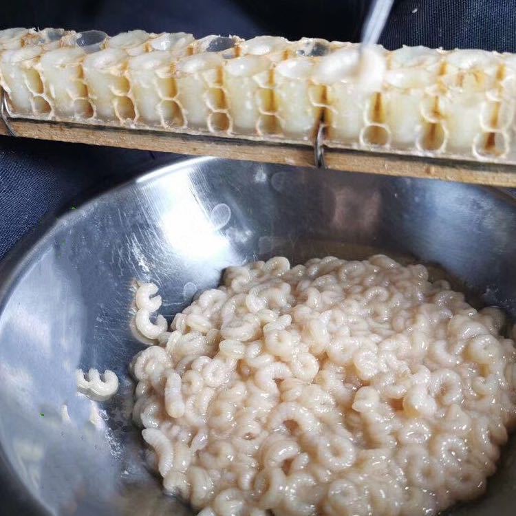 2020年新鲜速冻蜂王胎 蜂王幼虫250g装