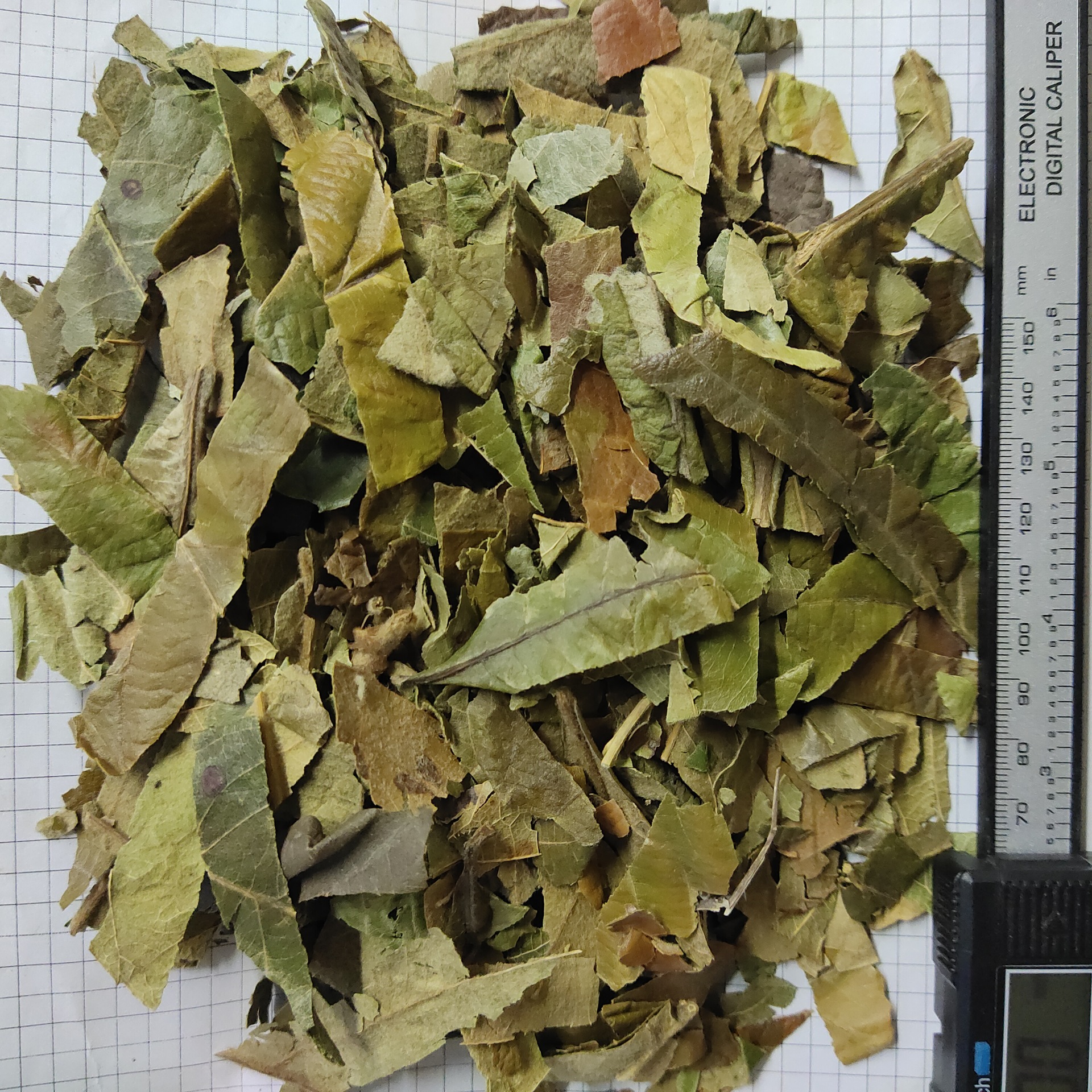 枇杷叶pipaye产地福建莆田 3月产新 10元每公斤包邮 琵琶叶新货