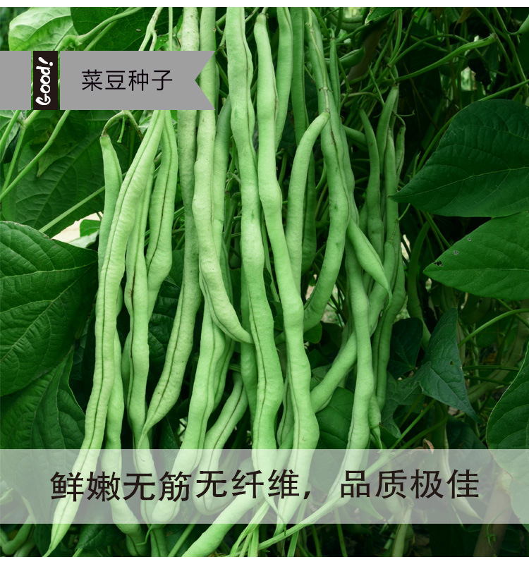 无丝豆角种子无筋泰国架豆种籽鲜嫩无纤维四季豆春秋播芸豆籽种孑