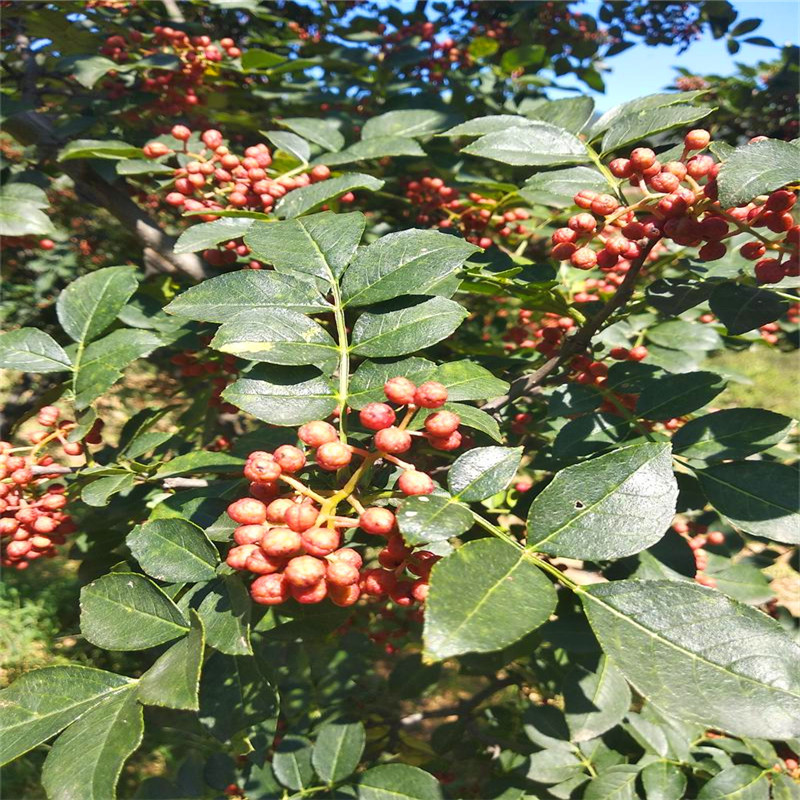 基地现货批发两年花椒树 现挖现卖根系发达1米高大红袍花椒树