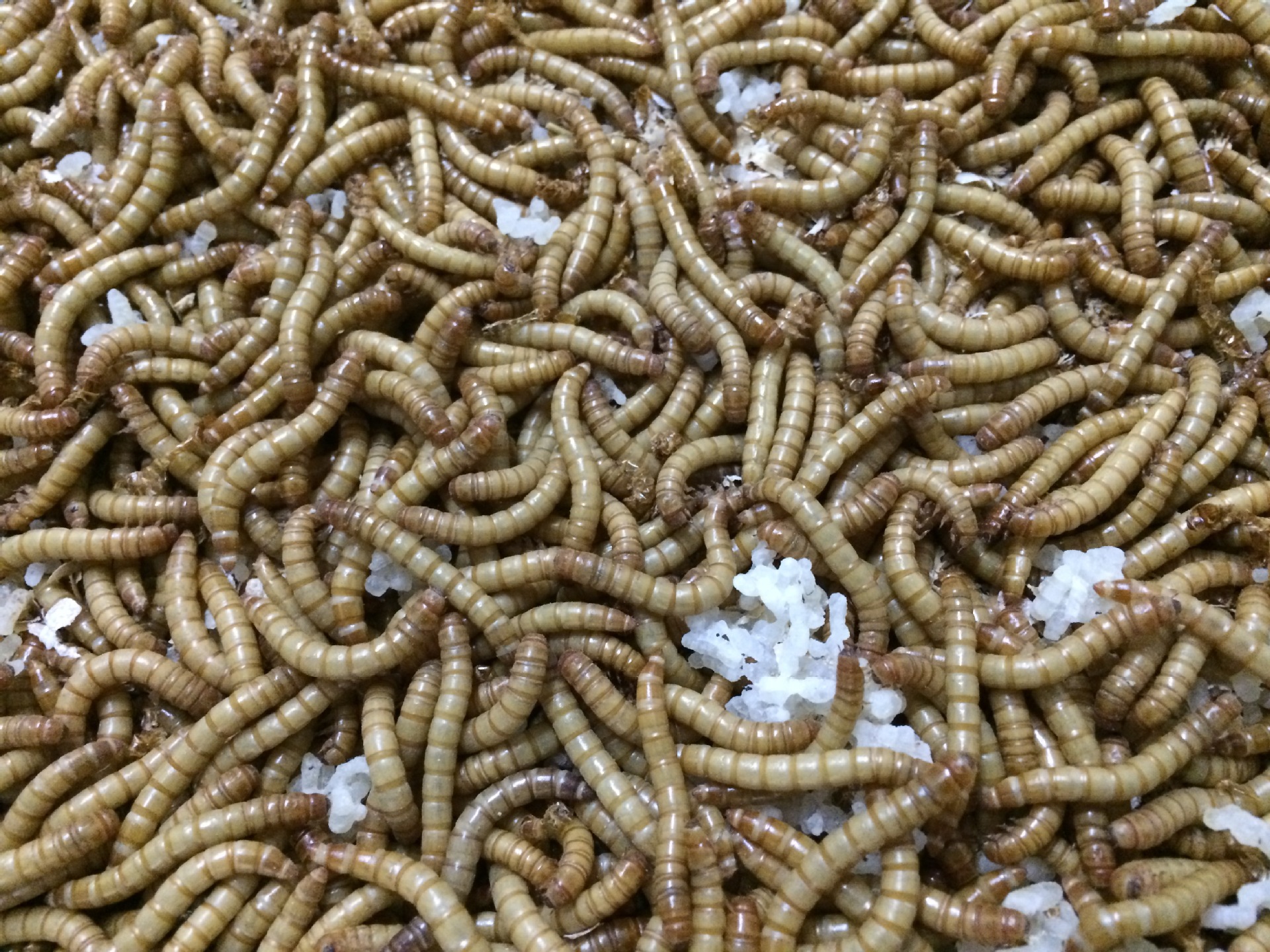 黄粉虫活龙鱼大麦虫活虫鹦鹉黄粉面包虫虫子鲜活画眉鸟面包虫软饵