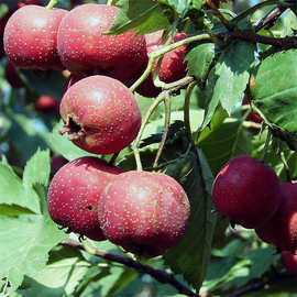 长期供应适合南北方种植大五棱山楂苗 现挖现卖4公分山楂苗价格