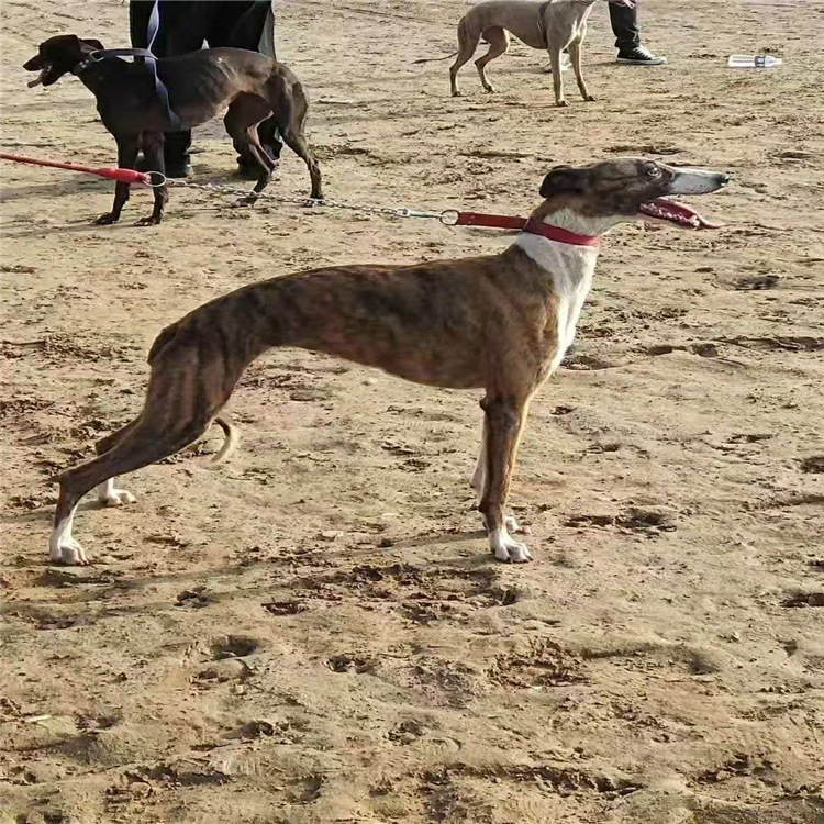 山东出售纯种格力犬惠比特细犬灵缇犬细犬格惠犬滑条细犬幼犬活体