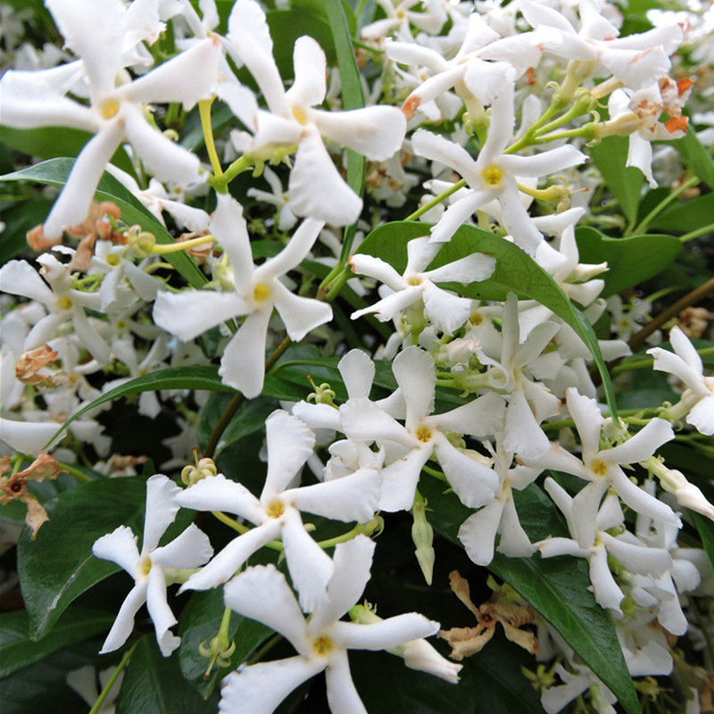 风车茉莉爬藤花卉植物络石藤苗庭院盆栽四季常青银丝茉莉藤蔓耐寒