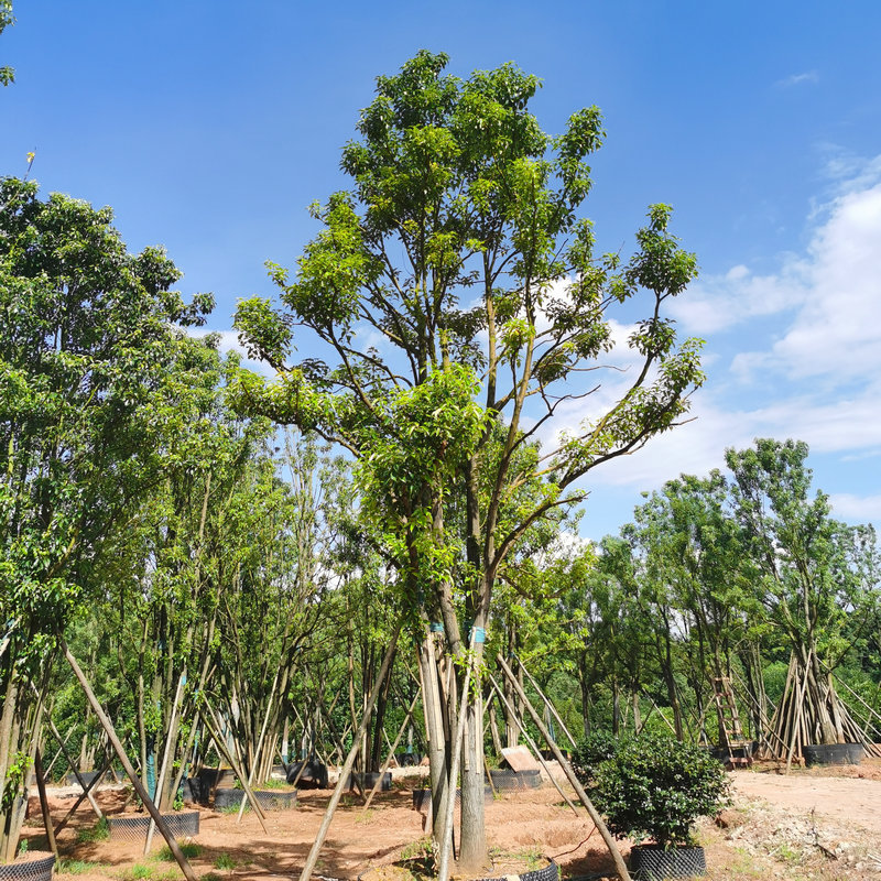 基地供应移植多杆香樟 全冠移植香樟树苗 丛生常绿香樟苗栽培批发