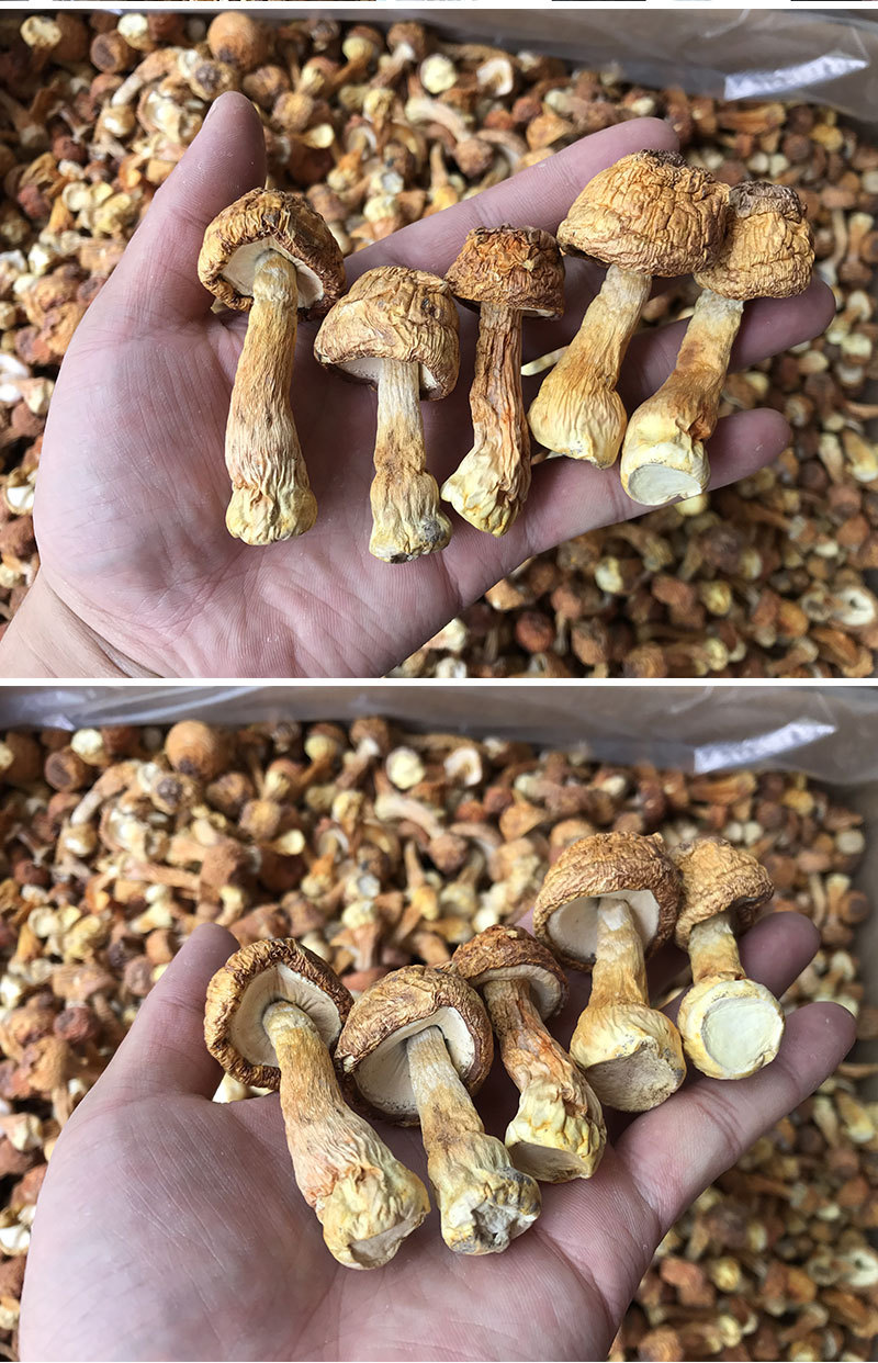 云南姬松茸干货 新货巴西菇 食用菌香菇煲汤料松茸菌散装批发