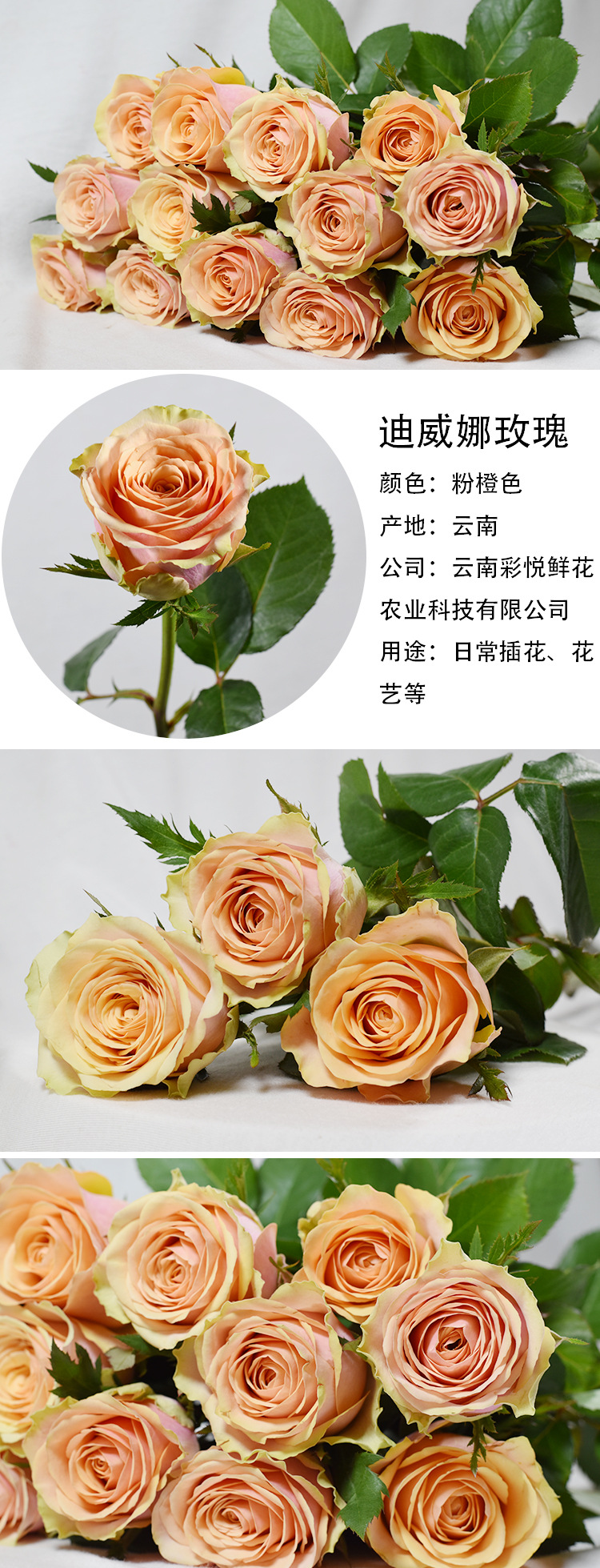 [迪威娜 香槟玫瑰]昆明鲜花批发 居家装饰 香槟蜜桃雪山鲜切花