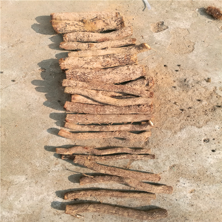 批发泡桐根/批发泡桐种根/销售泡桐树苗 速生品种"农场货源"