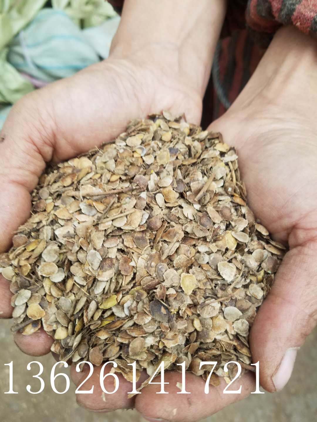 批发椿树种子 臭椿 臭椿是落叶乔木,高可达20余米 树皮平滑而有