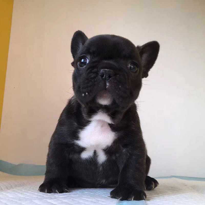 法斗幼犬法斗牛犬蓝色法牛方体螺丝尾法斗家养中小型狗视频挑选狗