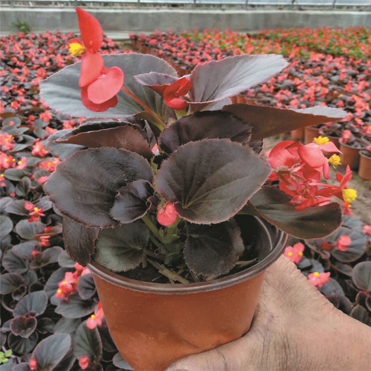 陕西四季海棠小杯苗出售 全国发货适合节日组摆 西安四季海棠批发