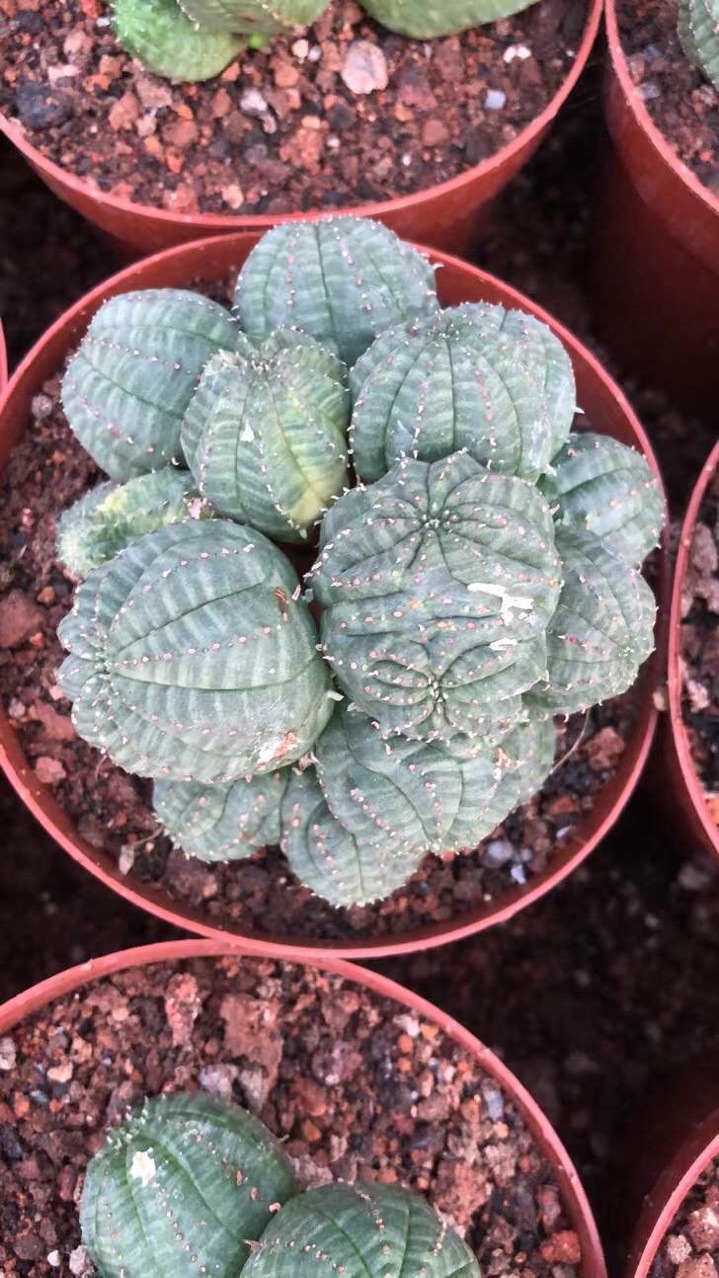 自根仙人球布纹球多肉植物小盆栽仙人掌多头仙人球小精品