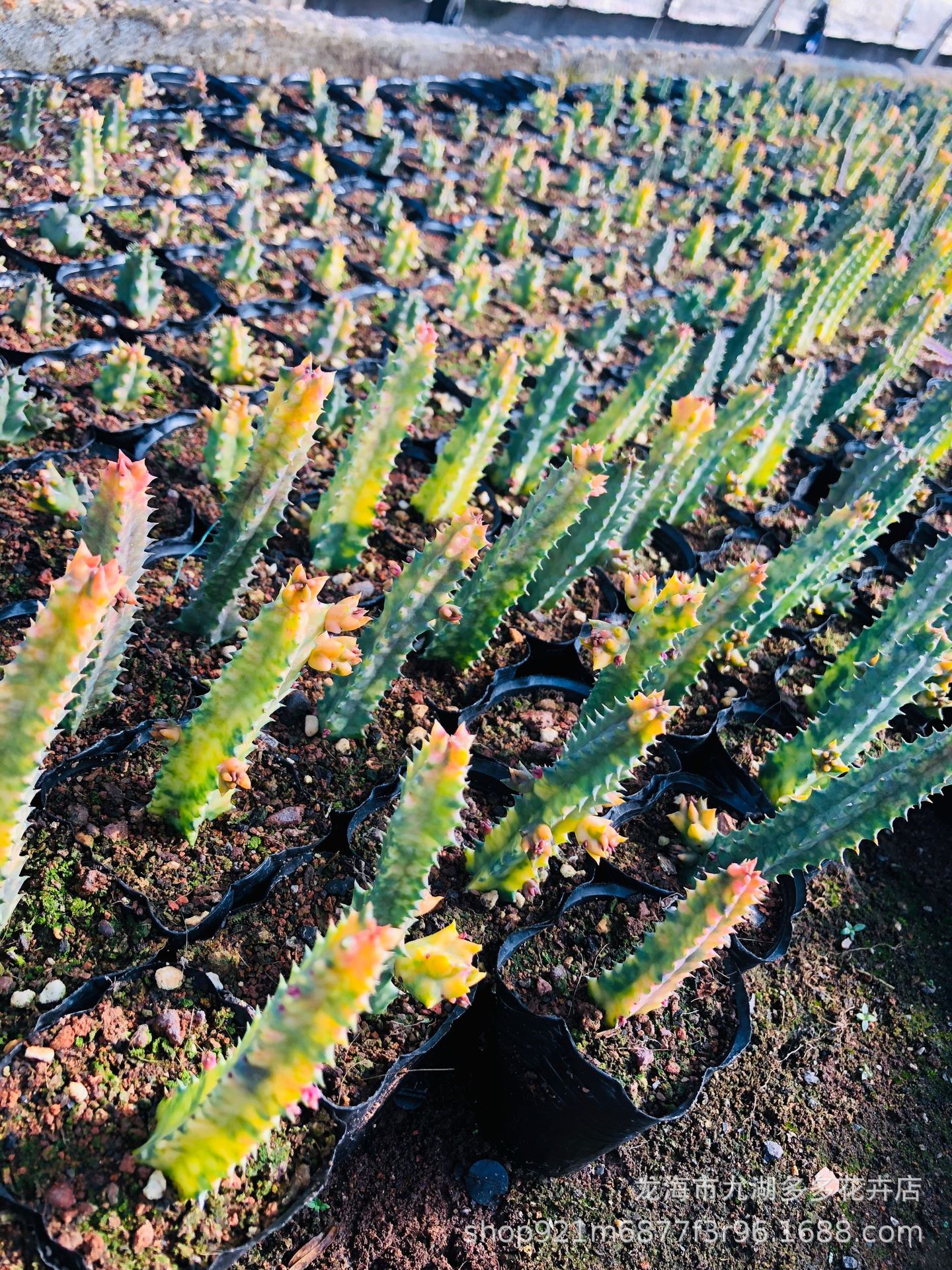 多肉绿植 大花犀牛角锦 自然锦 仙人球 盆栽