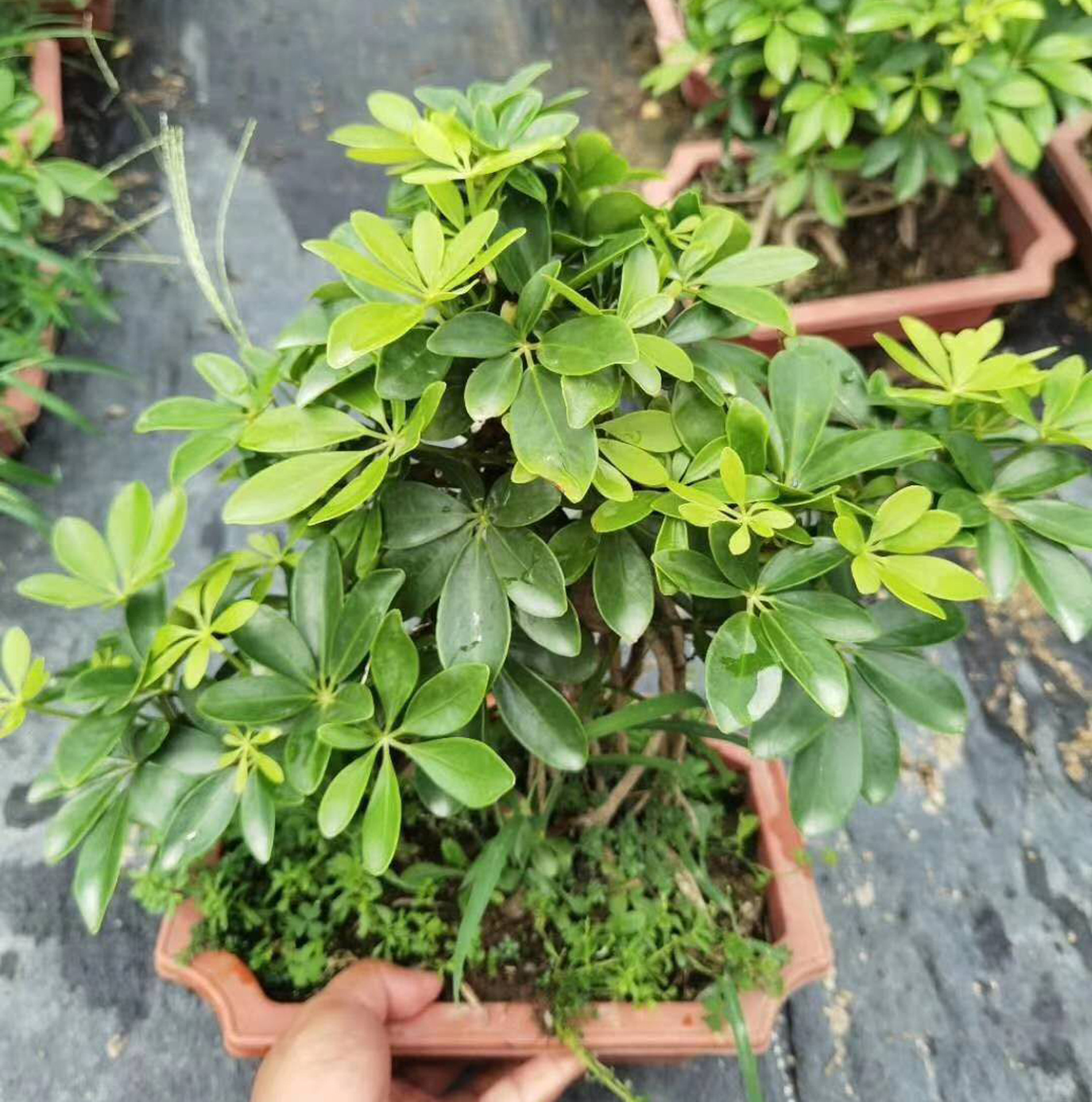 【基地直销】造型盆景花卉植物 居家花卉植物盆栽 30公分鸭脚木