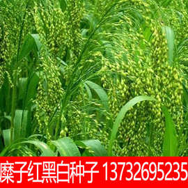 种球铁扫帚种子黑白黄糜子洋笤帚糜子入药籽地肤伏子或扎散装刷