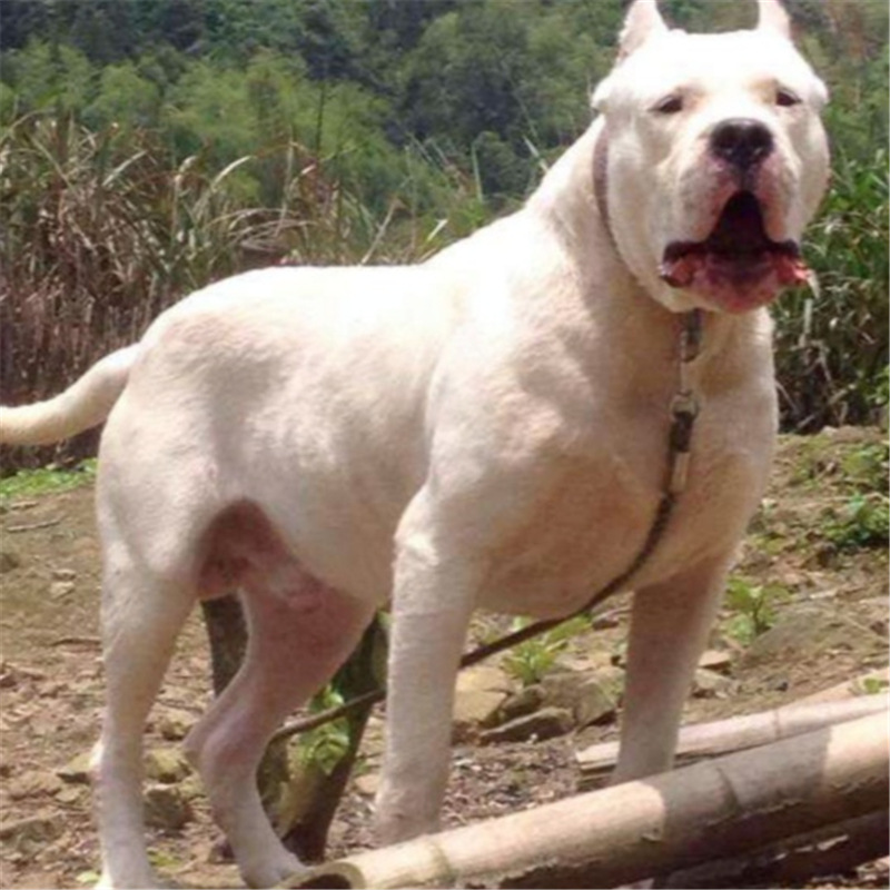 杜高犬幼犬纯种猎犬阿根廷杜高幼犬巨型狩猎犬赛级护卫杜高犬幼崽