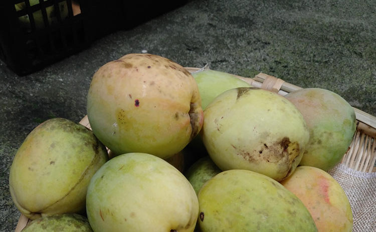 5斤包邮 云南临沧红花木瓜酸脆老木瓜水果炖鸡泡酒包邮