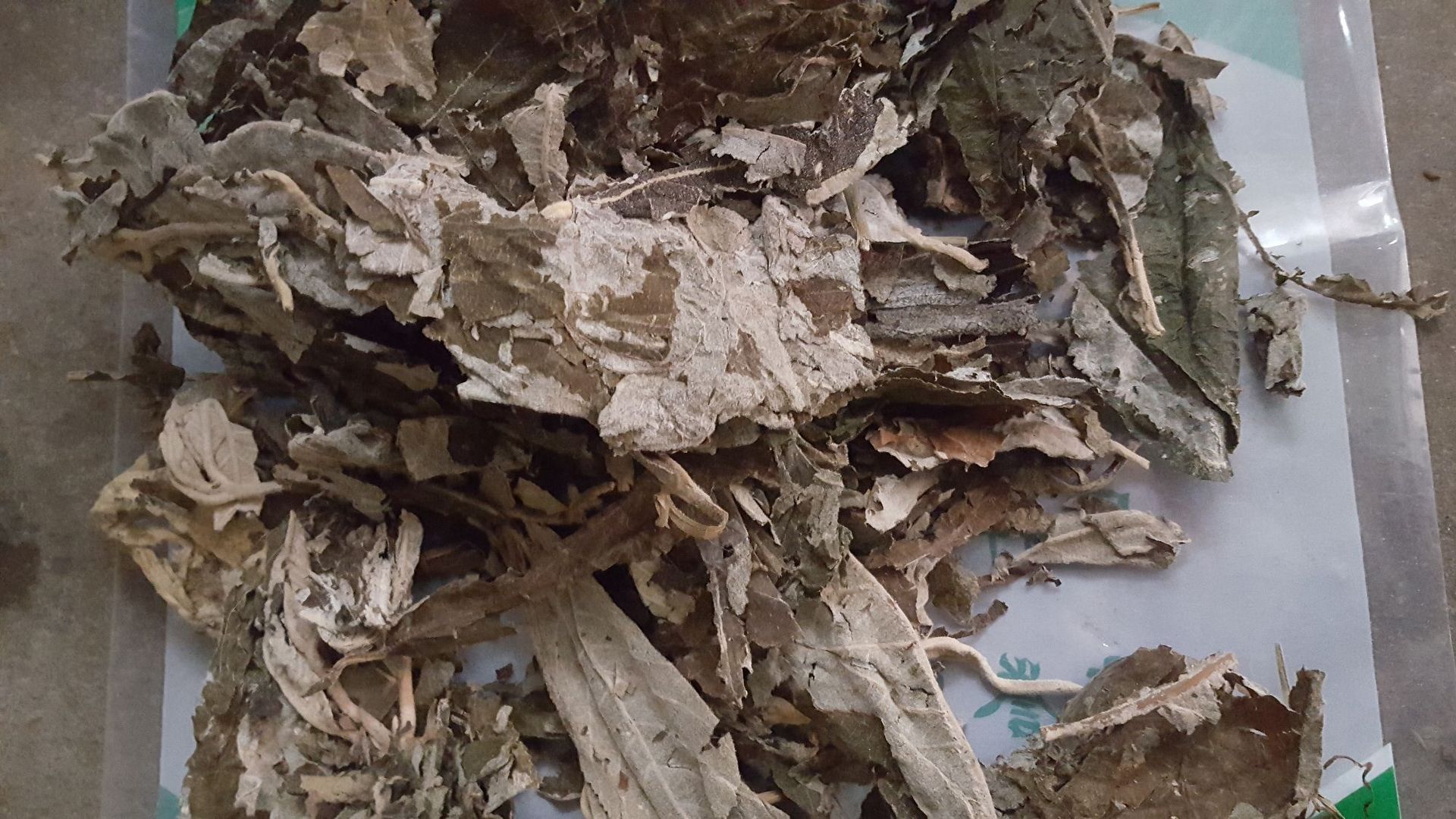 中药材大叶紫珠节节红 饭汤叶 贼佬汤大斑鸠米裸花紫珠叶尖尾枫