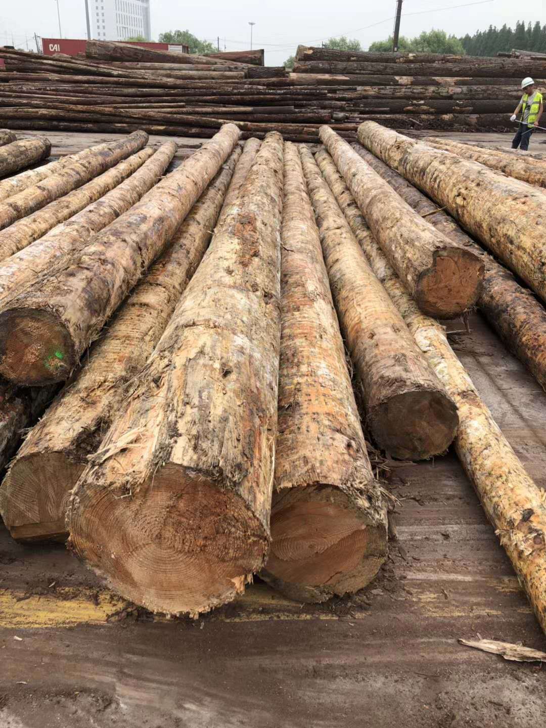 批发花旗松原木 松木原木 古建筑寺庙工程建筑适用 棺木寿材