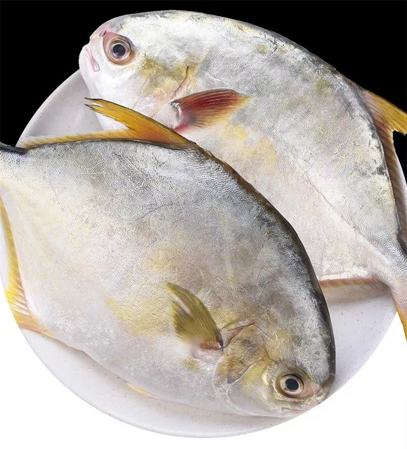 6条6斤包邮冰鲜a大号金鲳鱼独立袋装鲜冻海鲳鱼平昌鱼黄鲳鱼顺丰