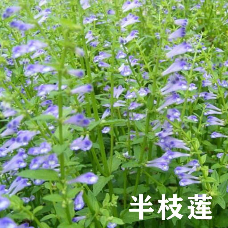 半枝莲种子野生半枝莲 种子 韩信草半边莲苗 野生的半支莲中药材