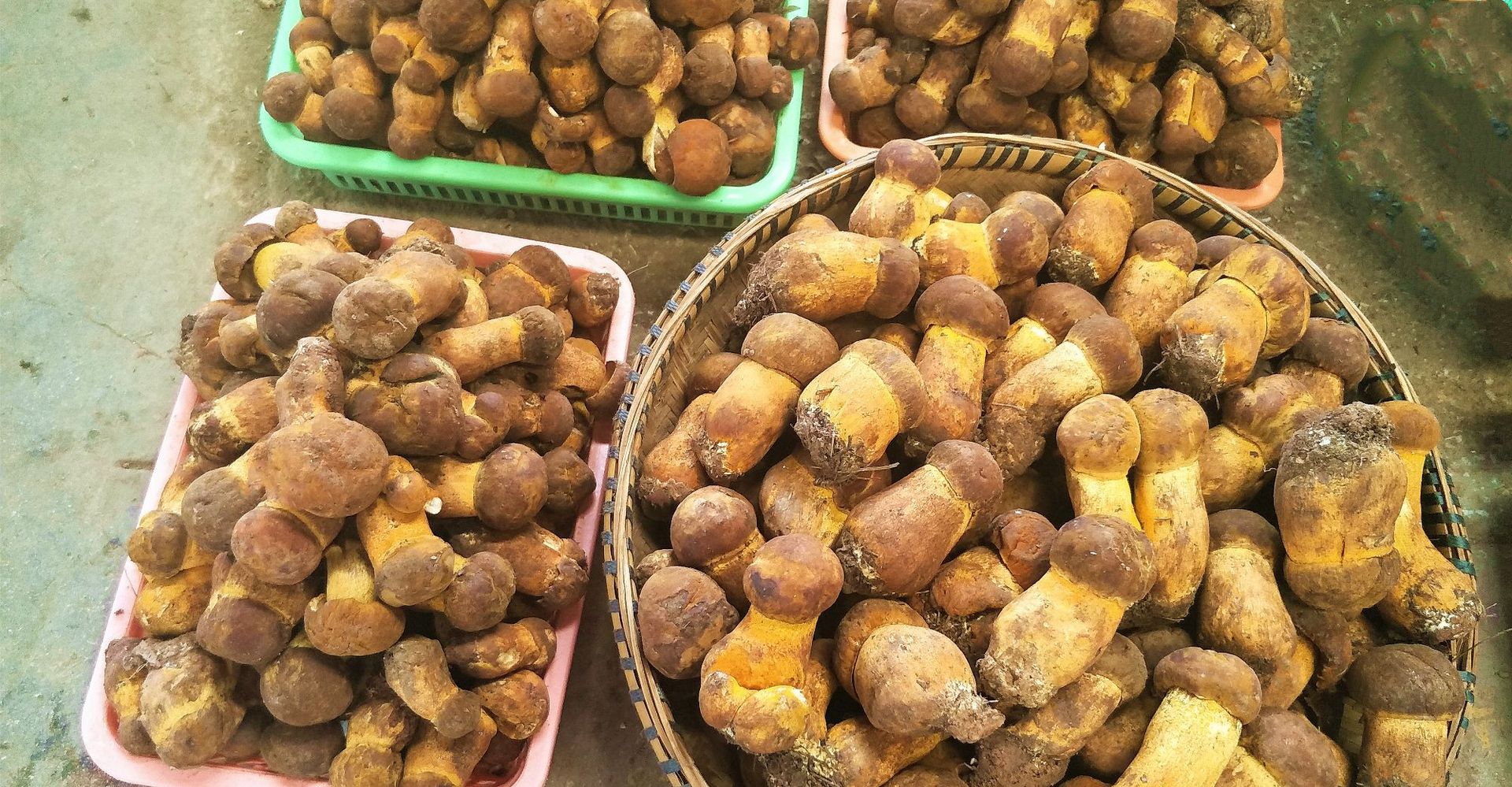 云南高原特产野生黄牛肝菌 新鲜黄赖头 黄栗头山货 蘑菇2斤包邮