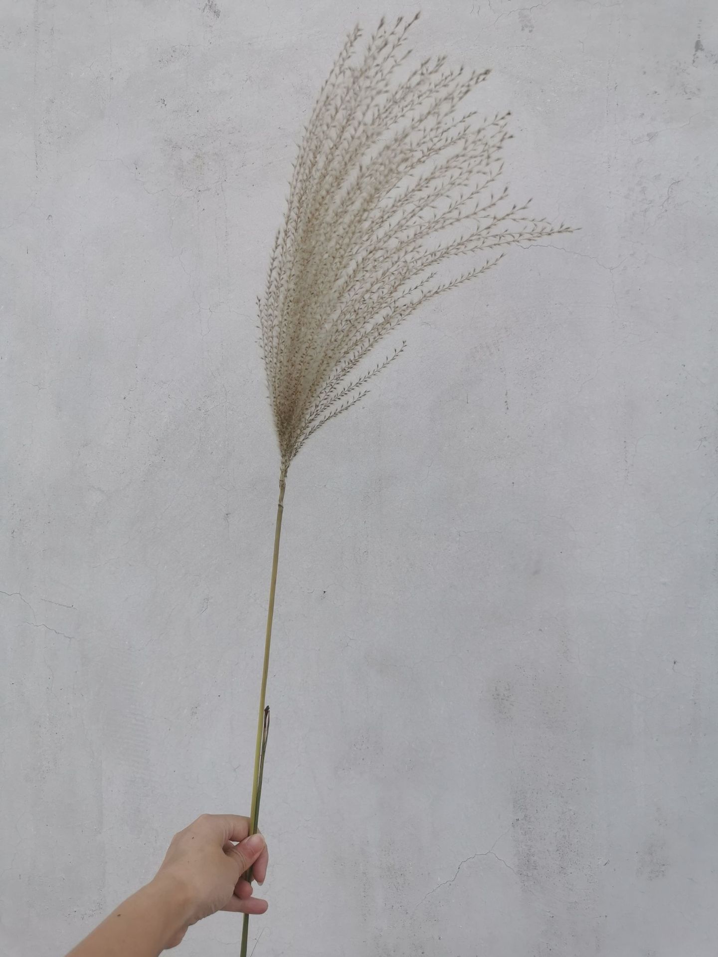 天然芦苇干花永生花束橱窗摆件婚庆装饰拂尘花芦柴自然风干芦苇