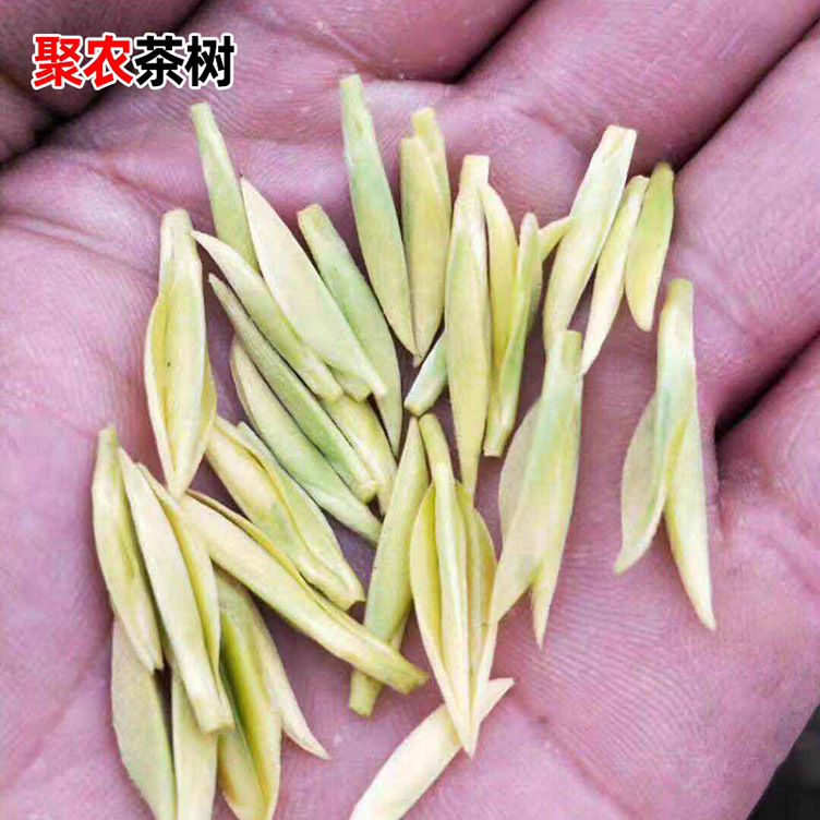 茶叶苗中黄2号 黄金芽茶叶树苗普洱茶龙井碧螺春南方种植茶树苗