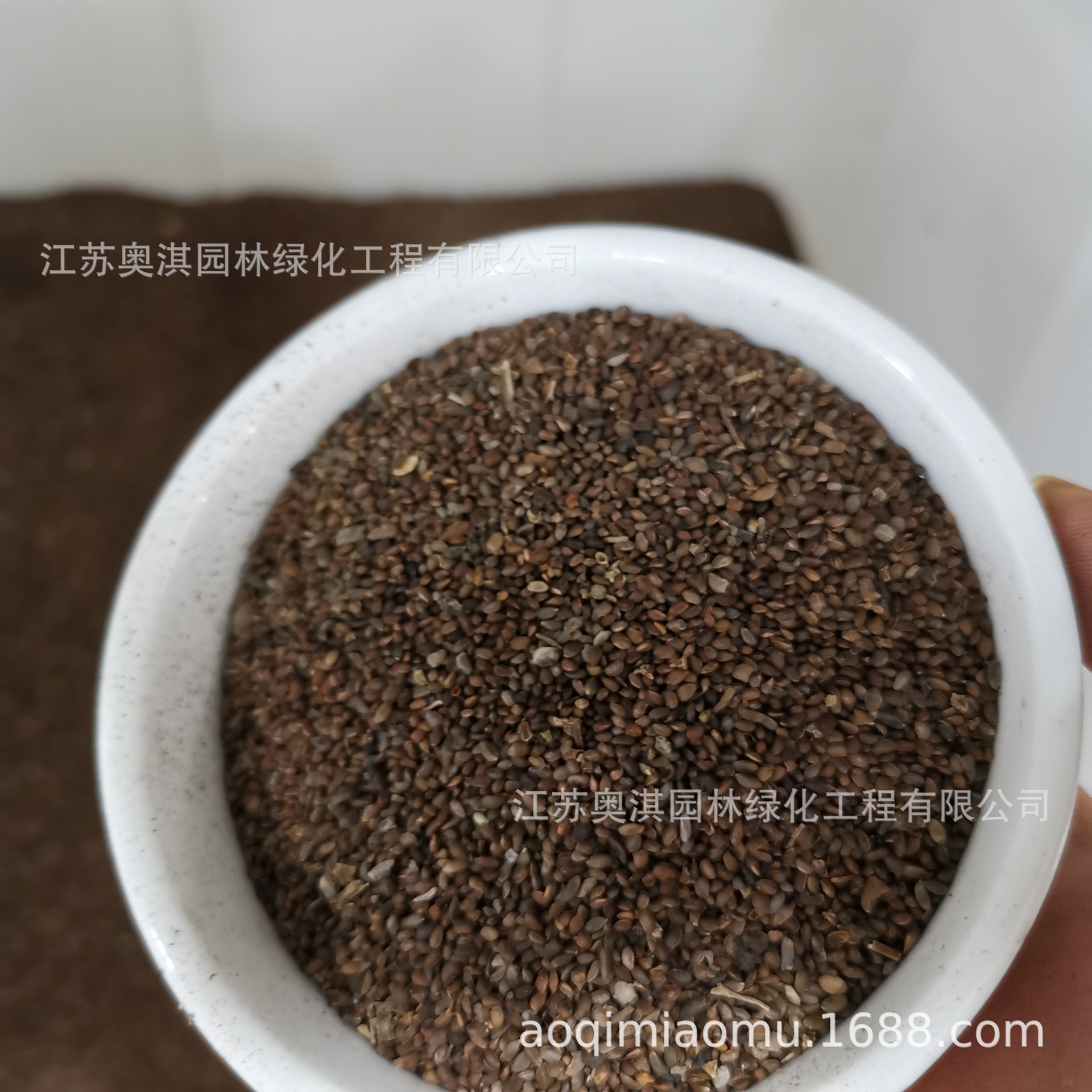 马桑种子 别称:千年红 马鞍子 水马桑,野马桑 马桑柴 种子优惠